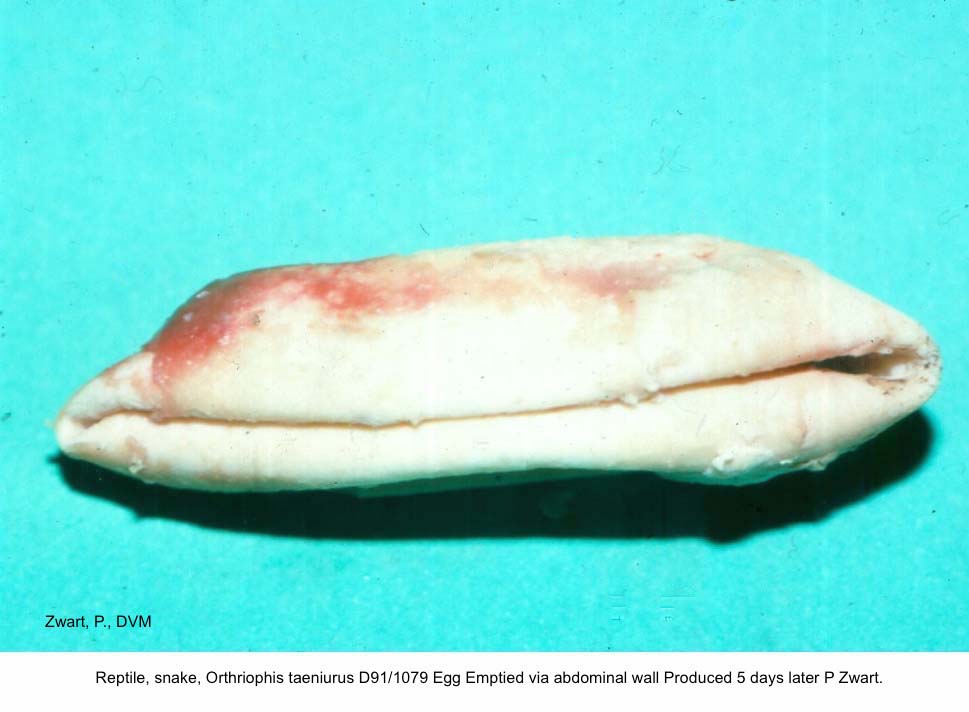 Orthriophis taeniurus D91:1079 Egg Emptied via abdominal wall Produced 5 days later P Zwart. kopie