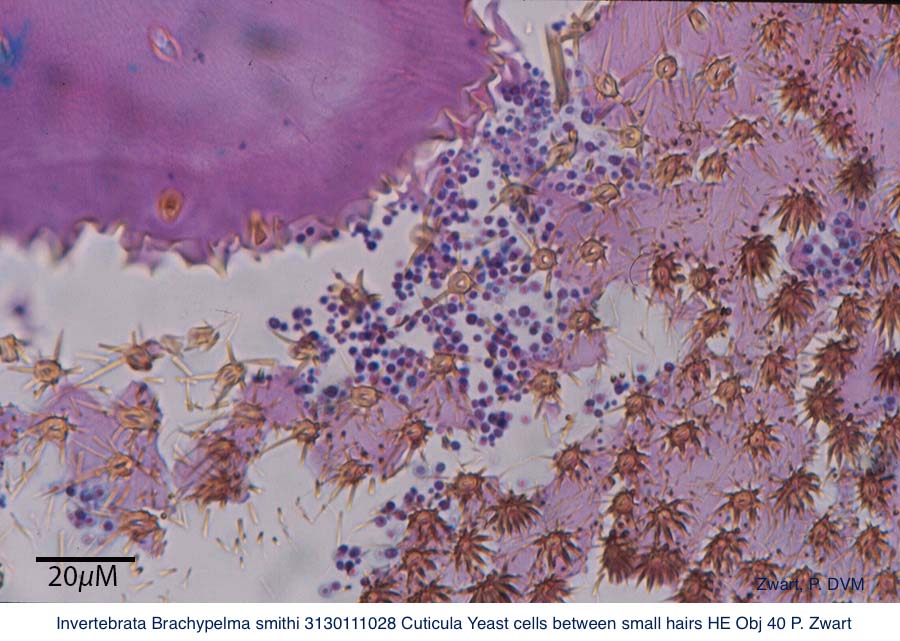 Brachypelma smithi 3130111028 Cuticula Yeast cells between small hairs HE Obj 40 P Zwart