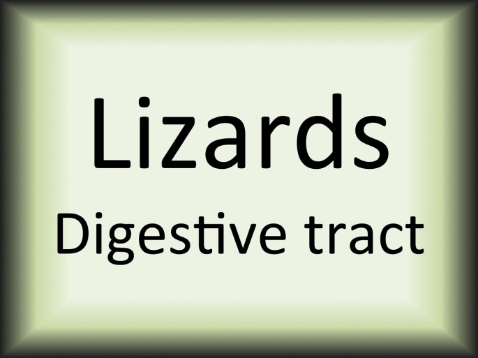 Lizards digestive tract