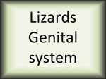 Lizards Genital system
