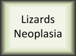 Lizards neoplasia