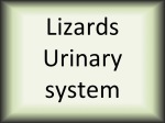 Lizards Urinary system