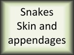 Snakes skin and appendages
