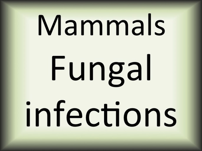 Mammals Fungal infections