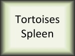 Tortoises spleen