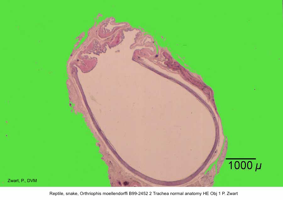 Orthriophis moellendorffi B99-2452 2 Trachea normal anatomy HE Obj 1 P. Zwart