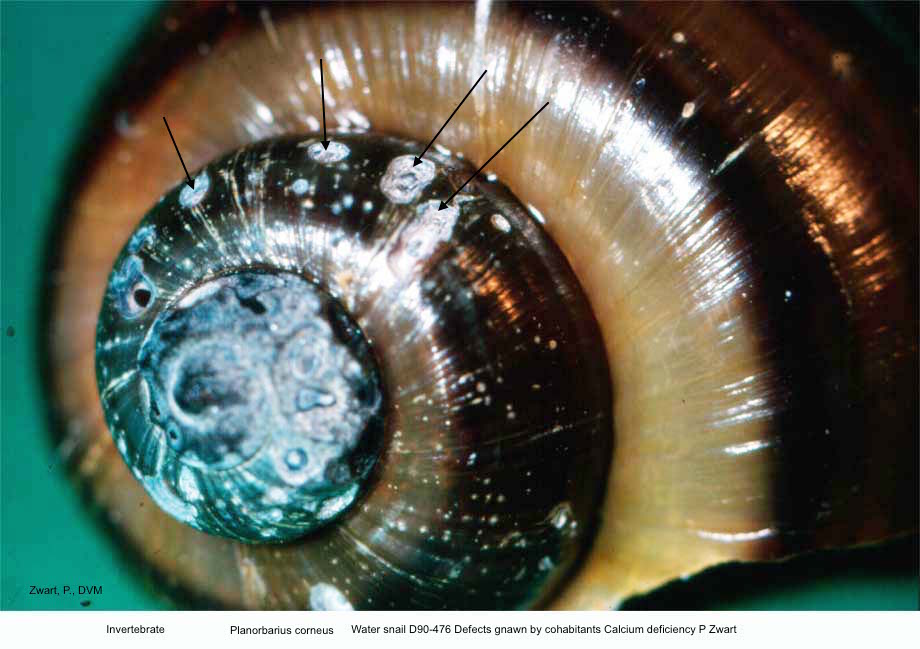 Planorbarius corneus D90-476 Calcium deficiency Shell damaged by co-occupants P Zwart