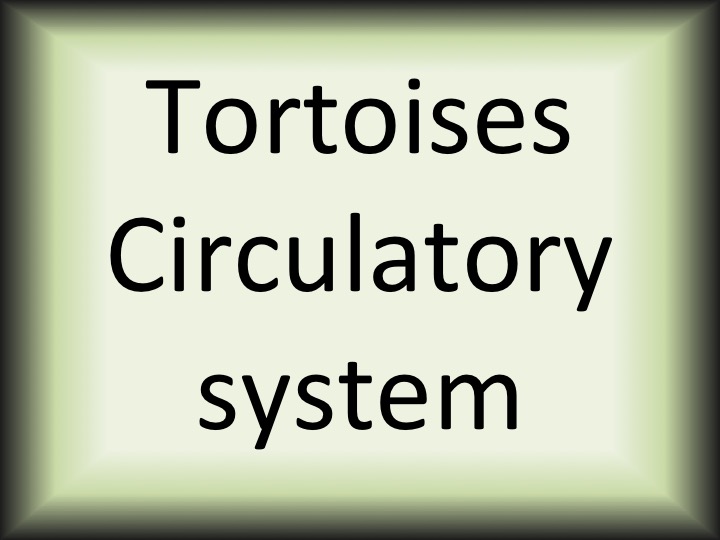 Tortoises circulatory system