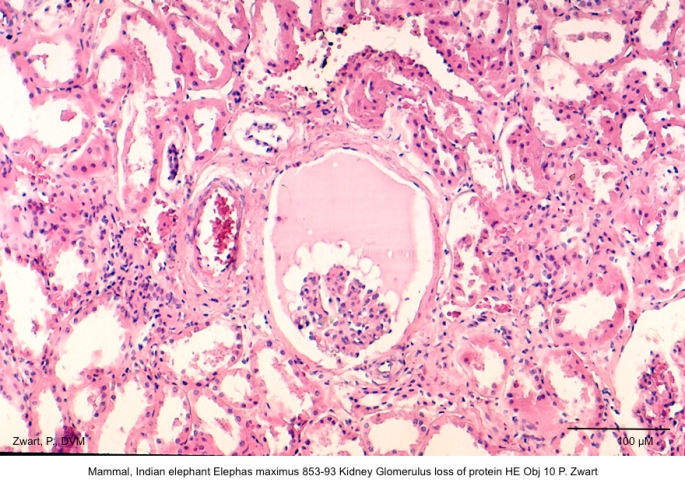 Elephas maximus 853-93 Kidney Glomerulus loss of protein HE Obj 10 P. Zwart