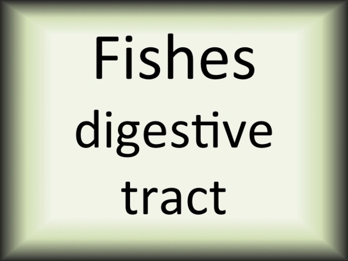 Fishes digestive tract