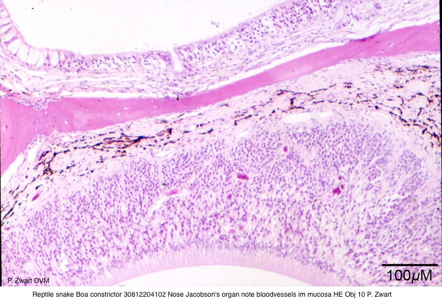 Boa constrictor 30812204102 Nose Jacobson's organ Note bloodvessels im mucosa HE Obj 10 P. Zwart kopie