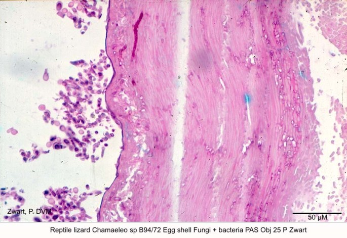 Chamaeleo sp B94-72 Egg shell Fungi + bacteria PAS Obj 25 P Zwart kopie