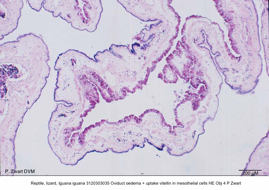 Iguana iguana 3120303035 Oviduct oedema + uptake vitellin in mesothelial cells HE Obj 4 P Zwart kopie copy kopie 2