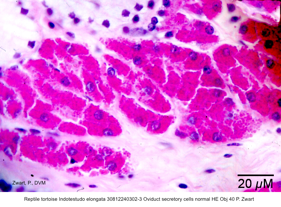 Indotestudo elongata 30812240302-3 Oviduct secretory cells normal HE Obj 40 P. Zwart kopie