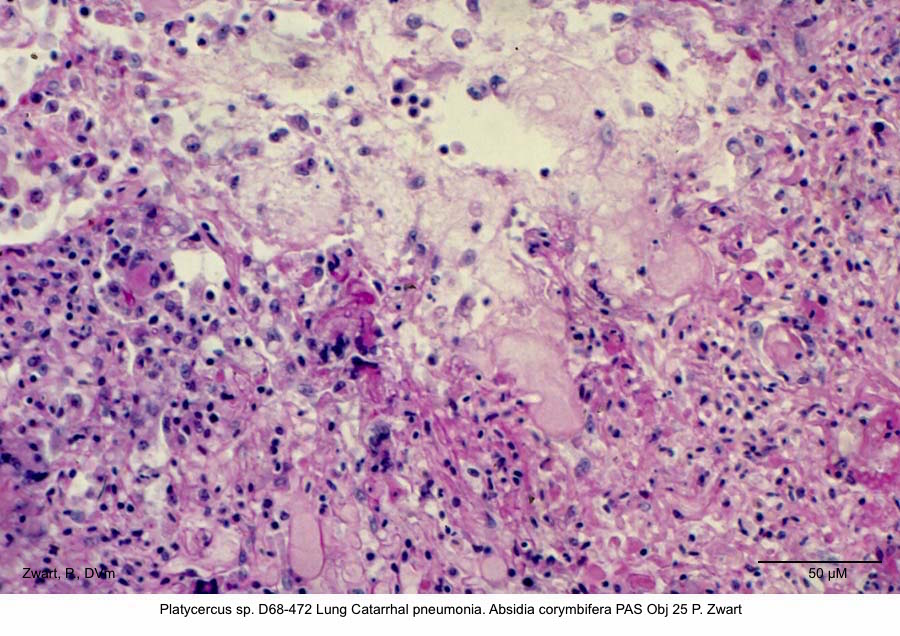 Platycercus sp. D68-472 Lung Catarrhal pneumonia. Absidia corymbifera PAS Obj 25 P. Zwart kopie
