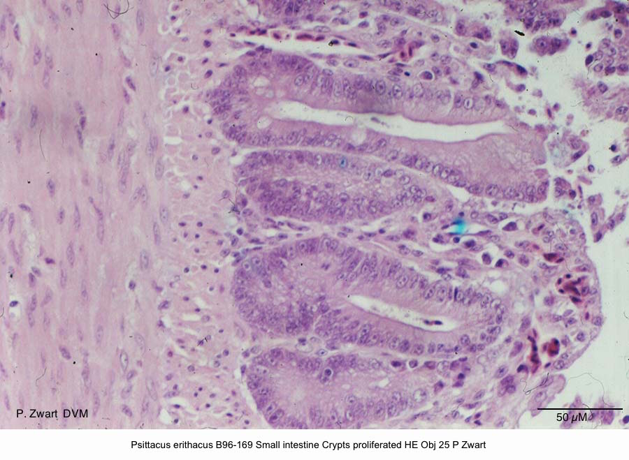 Psittacus erithacus B96-169 Small intestine Crypts proliferated HE Obj 25 P Zwart