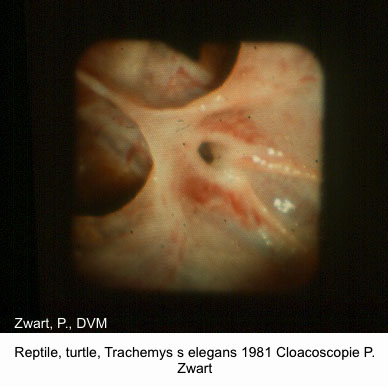 Trachemys s elegans 1981 Cloacoscopie P. Zwart kopie