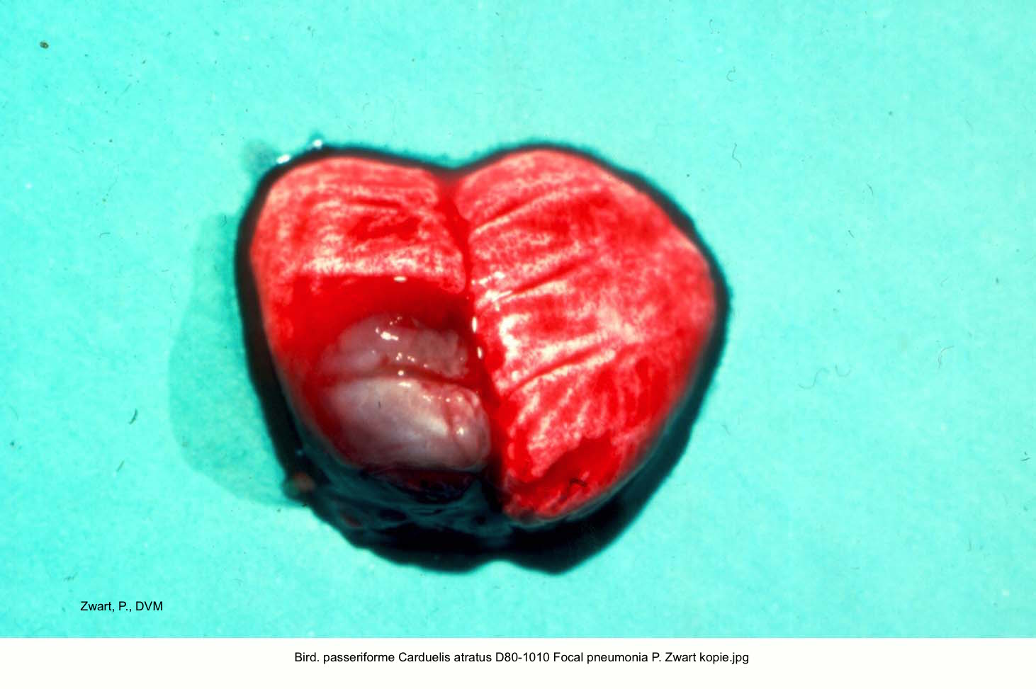 Carduelis atratus D80-1010 Focal pneumonia P. Zwart kopie