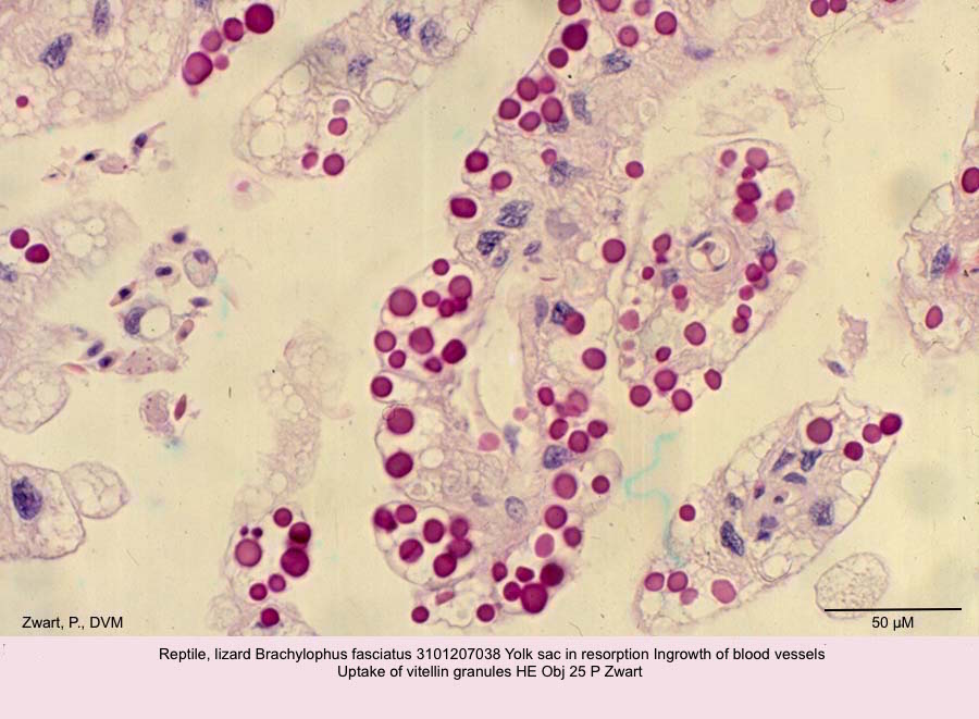 Brachylophus fasciatus 3101207038 Yolk sac in resorption Ingrowth of blood vessels Uptake of vitellin granules HE Obj 25 P Zwart kopie 2