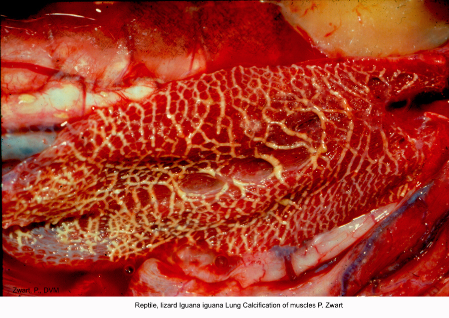 Iguana iguana Lung Calcification of muscles P. Zwart kopie