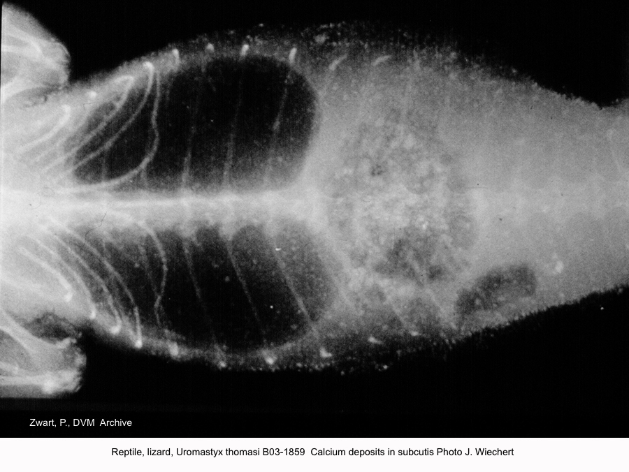 Uromastyx thomasi B03-1859 Calcium deposits in subcutis Photo J. Wiechert kopie